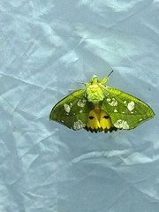 Eudocima hypermnestra