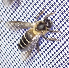 Apis dorsata binghami