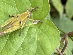 Xenocatantops humilis