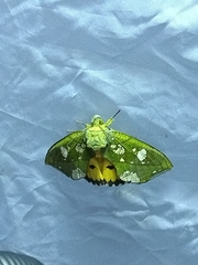 Eudocima hypermnestra