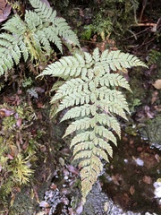 Arachniodes insularis