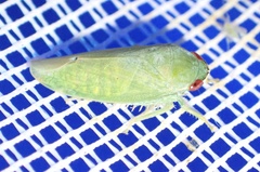 Iassinae