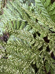 Arachniodes insularis