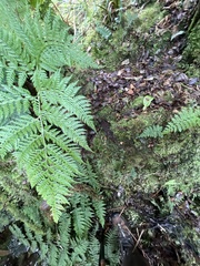 Arachniodes insularis