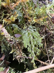 Hymenophyllum lanceolatum