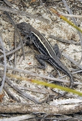 Ctenophorus