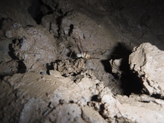 Euhadenoecus fragilis