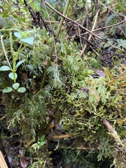 Hymenophyllum lanceolatum
