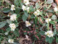 Alternanthera bettzickiana