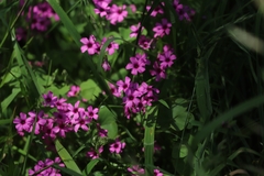 Oxalis articulata