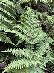Dryopteris glabra
