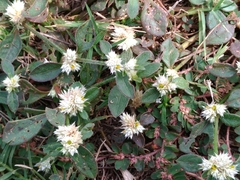 Alternanthera bettzickiana