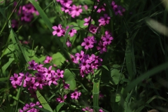 Oxalis articulata