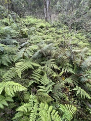 Dryopteris glabra