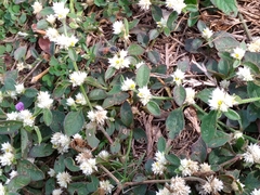 Alternanthera bettzickiana