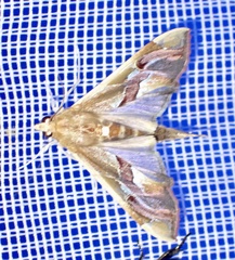Margaroniini