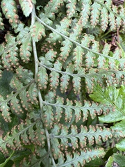 Dryopteris glabra