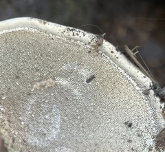 Ganoderma oregonense