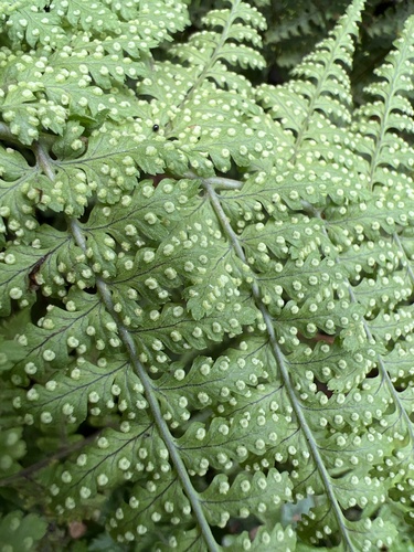 Dryopteris glabra observed 2022-11-05