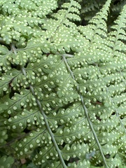 Dryopteris glabra