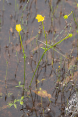Ranunculus robertsonii