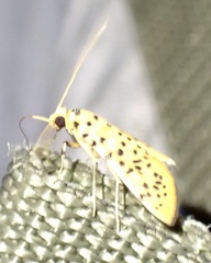 Conogethes
