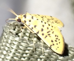 Conogethes