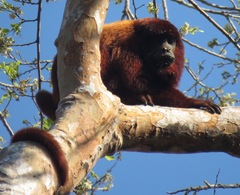 Alouatta sara