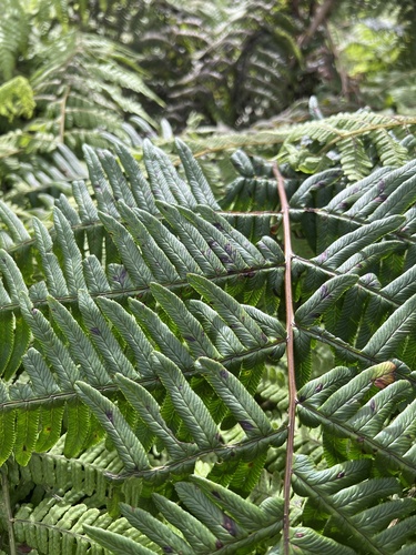 Pteris terminalis observed 2022-11-05