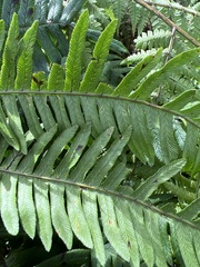 Pteris terminalis