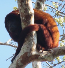 Alouatta sara
