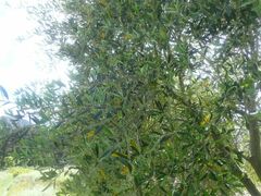 Olea