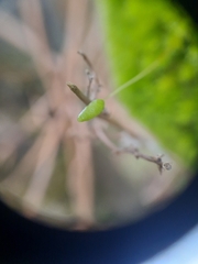 Leptostomum macrocarpum