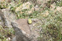 Cucumis sativus hardwickii