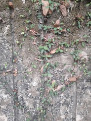 Trachelospermum