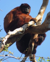 Alouatta sara