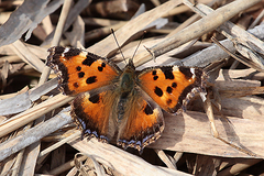 Nymphalis xanthomelas