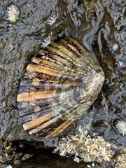 Cellana tramoserica