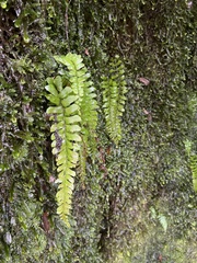 Hymenasplenium