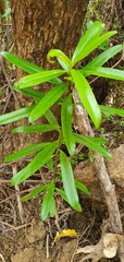Myrsine salicina