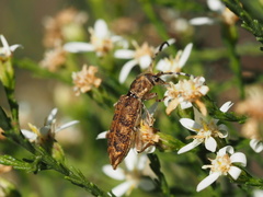 Pempsamacra dispersa