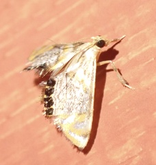 Nymphicula