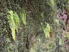 Hymenasplenium