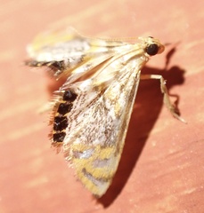 Nymphicula
