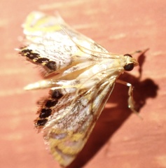 Nymphicula