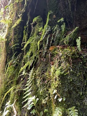 Hymenasplenium