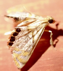 Nymphicula