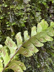 Hymenasplenium