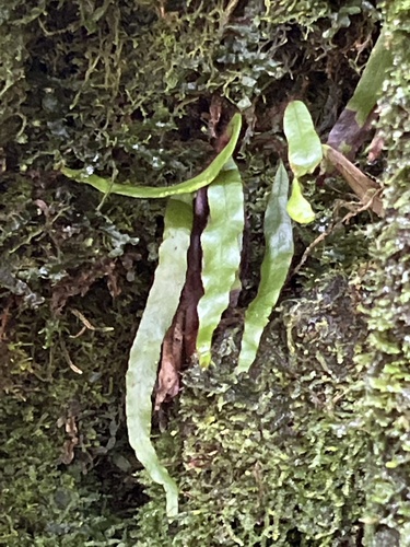 Oreogrammitis hookeri observed 2022-11-05