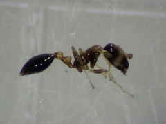 Monomorium floricola